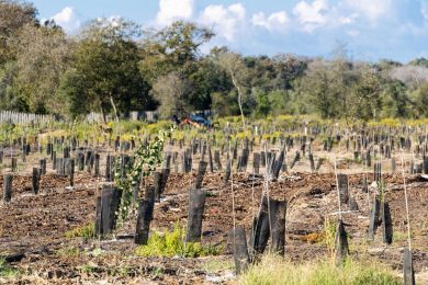 Ambiente, tenuta presidenziale Castelporziano ottiene certificazione FSC