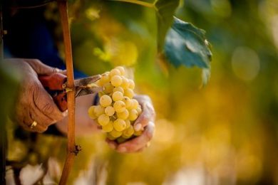 Vino, in Alto Adige una vendemmia precoce e breve che fa ben sperare
