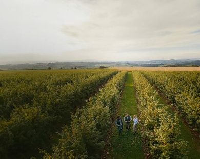 La risposta Ferrero a crisi nocciole: al via scuola tecnica per la filiera