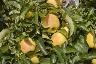 Coldiretti: 3 italiani su 4 temono nuova oligarchia del cibo