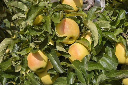 Coldiretti: 3 italiani su 4 temono nuova oligarchia del cibo