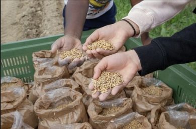 Su 700 ettari semina prima varietà grano duro selezionato per bio