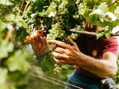 Consorzio Lugana Doc: vendemmia guidata da qualità e sostenibilità