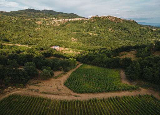 Vino, si chiamano “16 File” e “30 File” i due nuovi Cru di Ampeleia Vino, si chiamano “16 File” e “30 File” i due nuovi Cru di Ampeleia