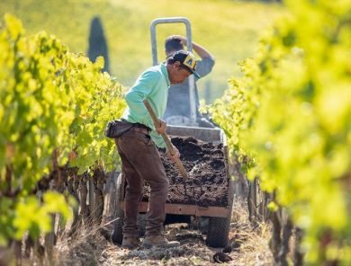 Vino, Caiarossa celebra vent’anni di certificazione biodinamica