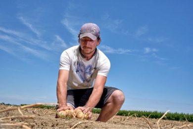 Campagna 2025/26 patata Bologna Dop: +6% superfici coltivate