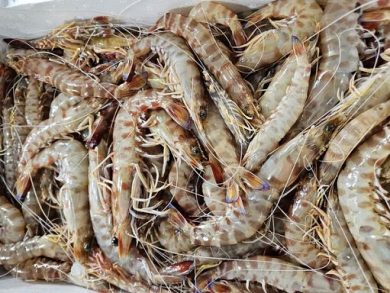 Prezzi a ingrosso stabili per cachi, fichi d’India e zucche