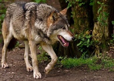 Fedagripesca Toscana: lupi sempre più vicini alle case