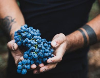 Vino, Omina Romana: vendemmia all’insegna di equilibrio e qualità
