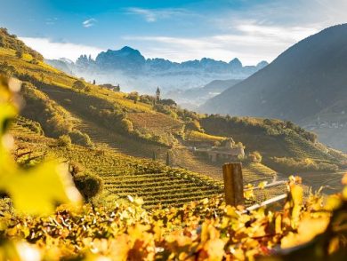 Vino, Erste+Neue: la sostenibilità intesa come modello di comunità