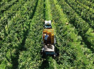Villa Franciacorta: vendemmia di qualità grazie a clima equilibrato