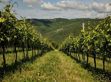 Vino, Oniwines: per le nostre Tenute annata equilibrata e di qualità