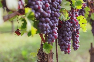 Vino, dalla Sicilia all’Alto Adige si prevede una grande annata