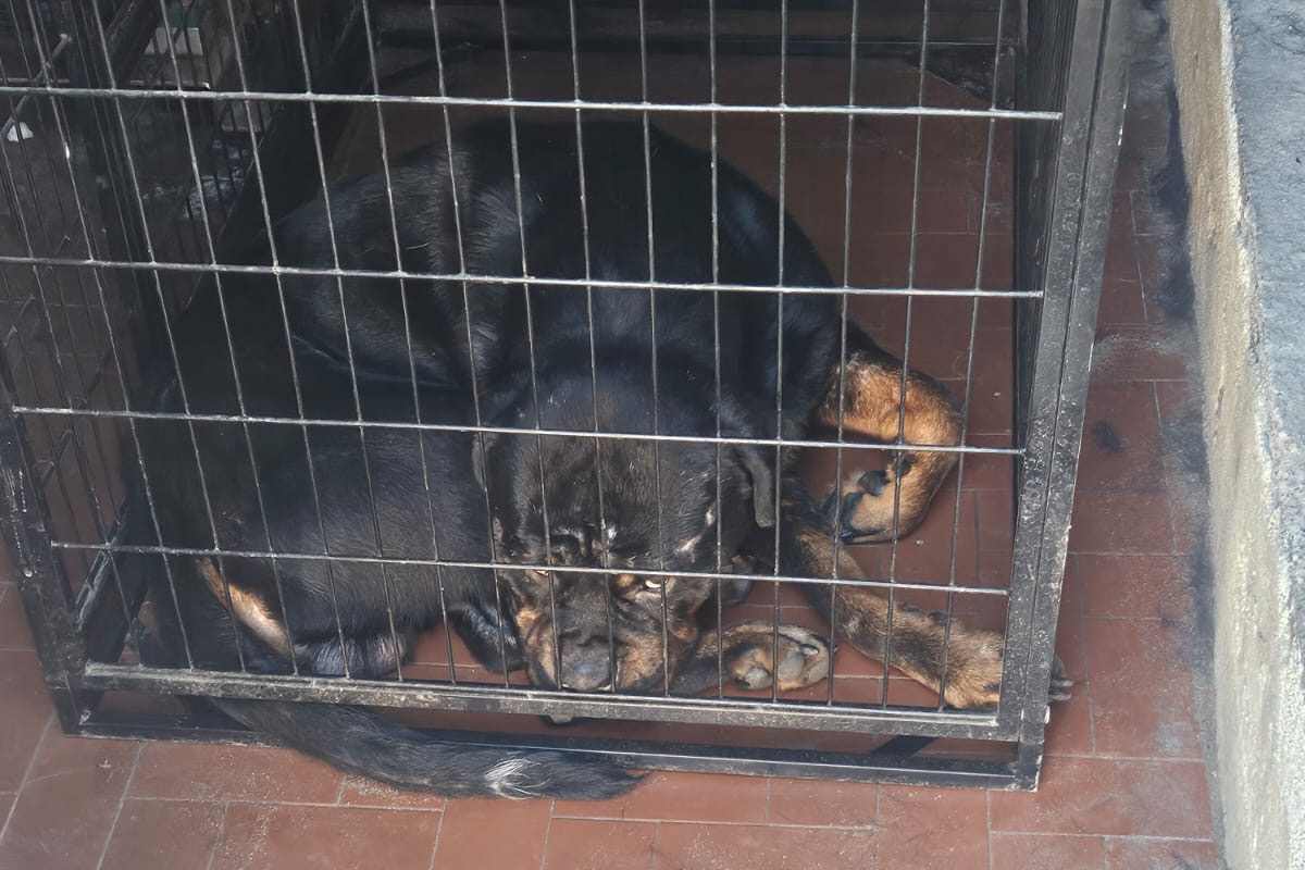 Catania, trovati due cani abbandonati in casa a Nesima: salvati dalla Polizia