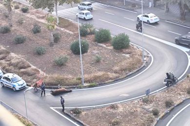 Catania, trovato un cavallo morto con il calesse attaccato in circonvallazione