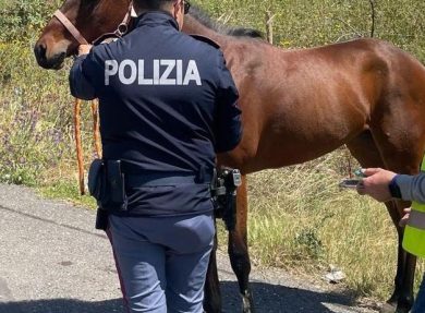 Scommesse clandestine e maltrattamenti. In Sicilia la mafia “galoppa”… a cavallo