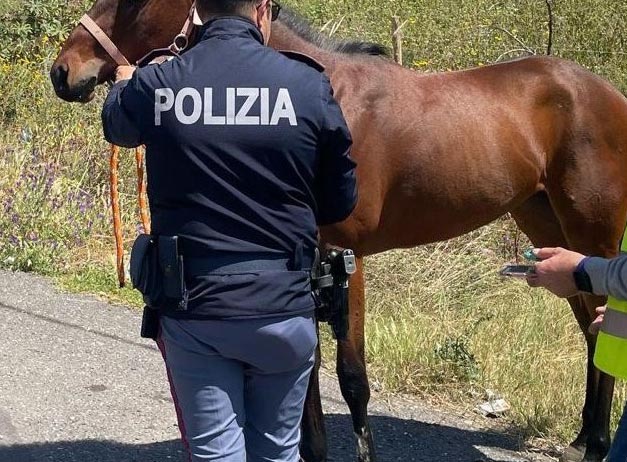 Scommesse clandestine e maltrattamenti. In Sicilia la mafia “galoppa”… a cavallo