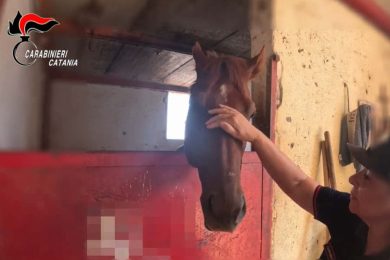 L’Etna e le corse clandestine dei cavalli tra i tornanti: scattano le denunce – VIDEO