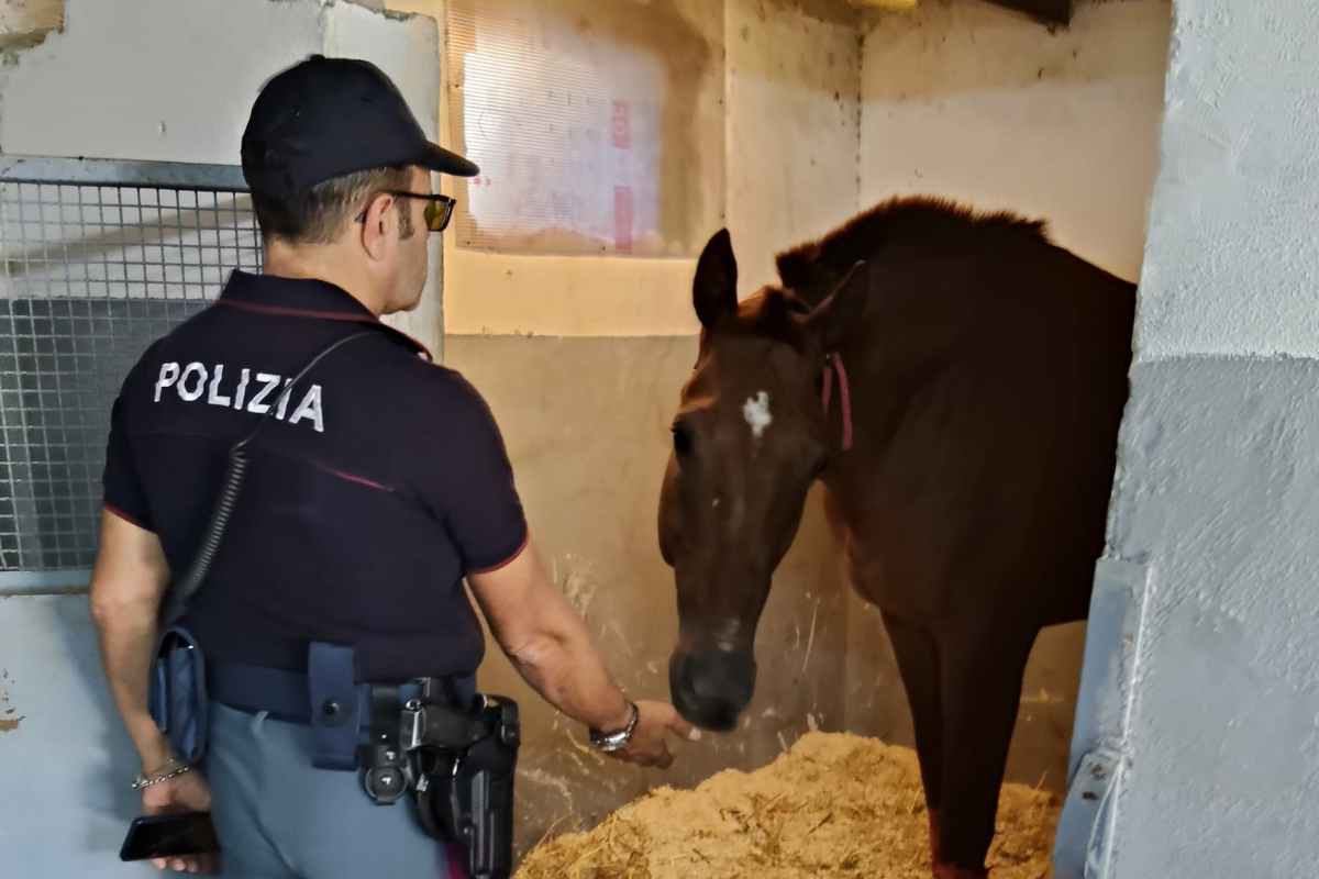 Catania, scoperta stalla abusiva troppo piccola per i cavalli: denunciato 52enne per maltrattamenti