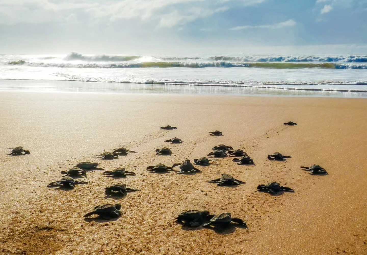 Tartaruga Caretta caretta: nidificazione record nel 2025