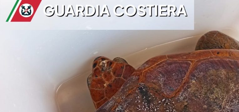 Trapani, straordinario salvataggio di una tartaruga marina “Caretta caretta” Trapani, straordinario salvataggio di una tartaruga marina “Caretta caretta”