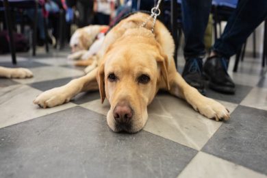 Uici, e Caltanissetta celebrò “l’angelo a quattro zampe”