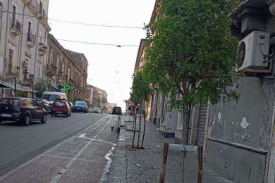 Catania, al via gli interventi di ripristino dei viali alberati e delle strade cittadine