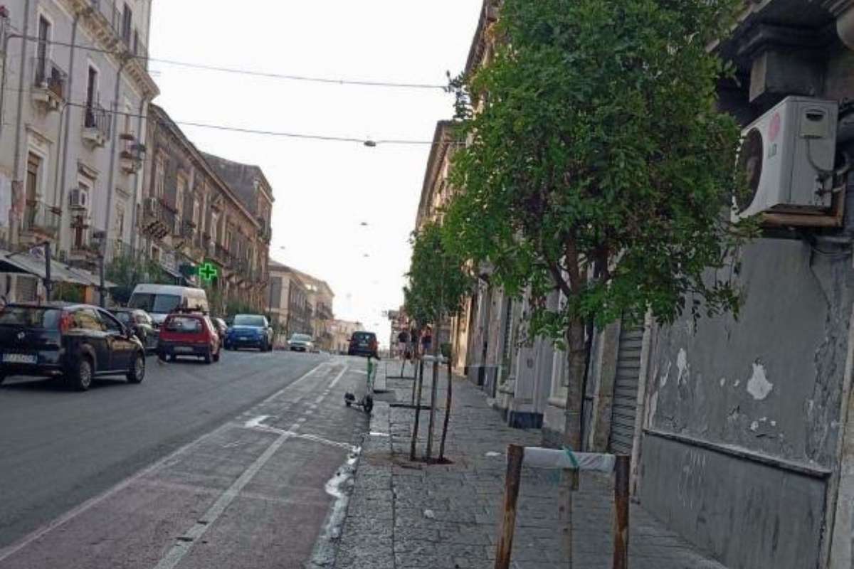 Catania, al via gli interventi di ripristino dei viali alberati e delle strade cittadine