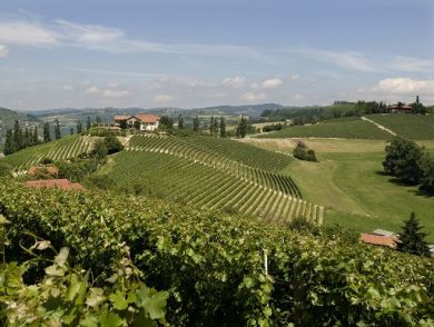 Vino, Poderi Luigi Einaudi: vendemmia equilibrata e qualità ottima