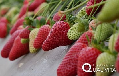 La fragola della Basilicata diventa ufficialmente Igp