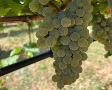 Vino, Co.Vi.Res: la vite del futuro nasce in Emilia-Romagna