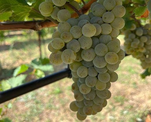 Vino, Co.Vi.Res: la vite del futuro nasce in Emilia-Romagna