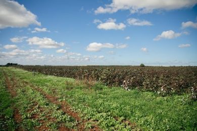 Anche il Crea in progetto gruppo Armani sul cotone agroforestale