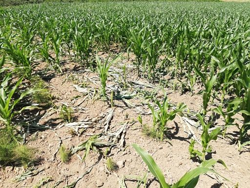 Maltempo, R. Sardegna: presto risposte ad aziende danneggiate