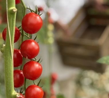 Agromonte: in campagna 2025 90% materia prima propria