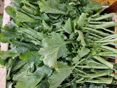 Clima mite abbassa prezzi ingrosso ortofrutta, cime rapa -21,8%