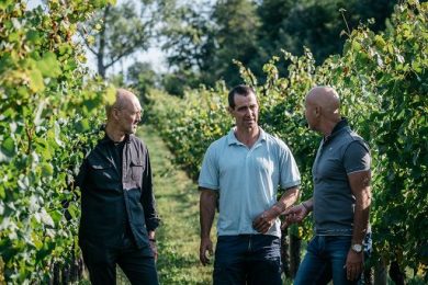 Cresce il progetto Collio Bianco da soli Friulano, Malvasia e Ribolla