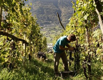 Consorzio vini Valtellina: vendemmia preannuncia un’annata positiva