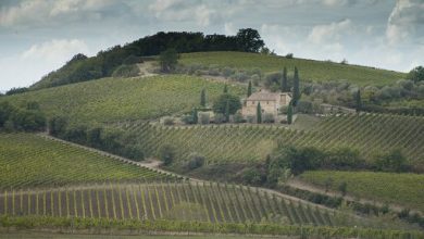 Vino, Consorzio Brunello: imbottigliato ultimo bimestre in rimonta