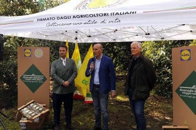 Lidl porta l’avocado dell’Etna in tutta Italia: superate le 170 ton (+120%)