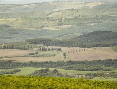 Enoturismo, Consorzio Brunello: record nel 2024 con 233mila presenze