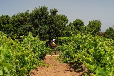 Arriva nella Sardegna del Sud “Passi di Gusto”