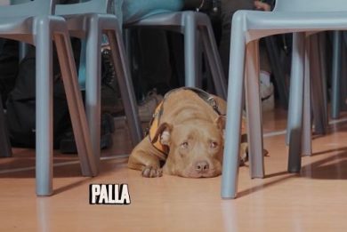 Arriva su MyMovies “Altri animali”, il documentario sulla Clinica Duemari