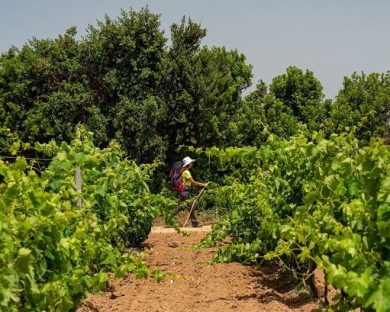 ”Passi di Gusto”: evento che unisce cammini e sapori del Sulcis