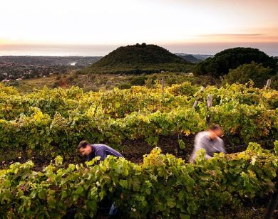 Assovini Sicilia: annata lunga e regolare, uve sane e quantità in aumento