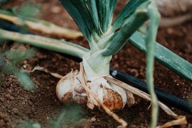 La cipolla di Castrovillari nuovo presidio Slow Food