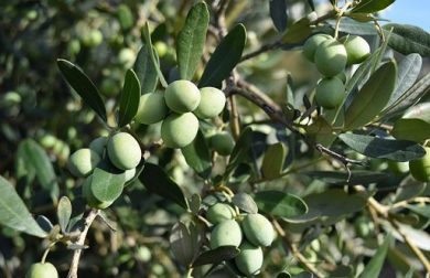 Assitol: Gdo e ristorazione chiave per valorizzare olio evo
