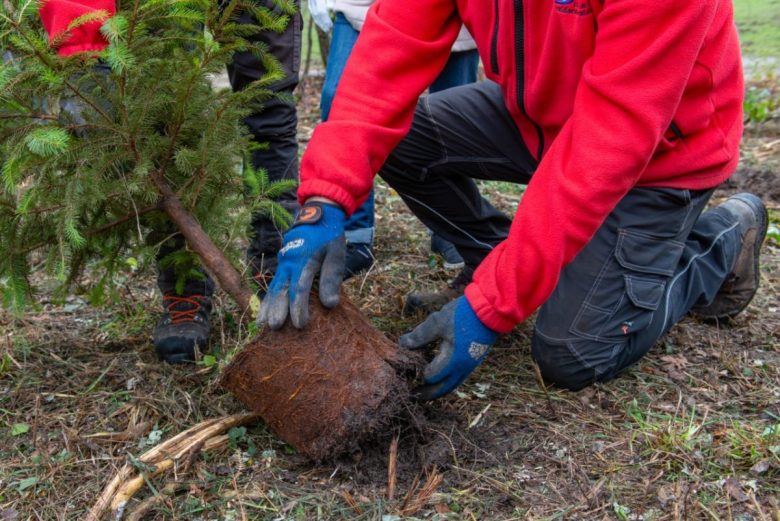 Nel 2024 un’Italia più “verde”: oltre 3 milioni di nuovi alberi