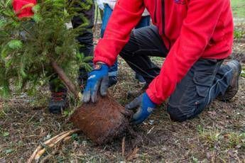 Atlante delle Foreste, oltre 3 milioni di nuovi alberi nel 2024