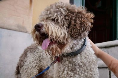 Manovra 2026, meno Iva per le cure di cani e gatti: emendamento di Forza Italia